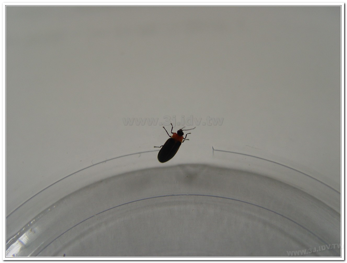 紅胸黑翅螢(Luciola kagiana)