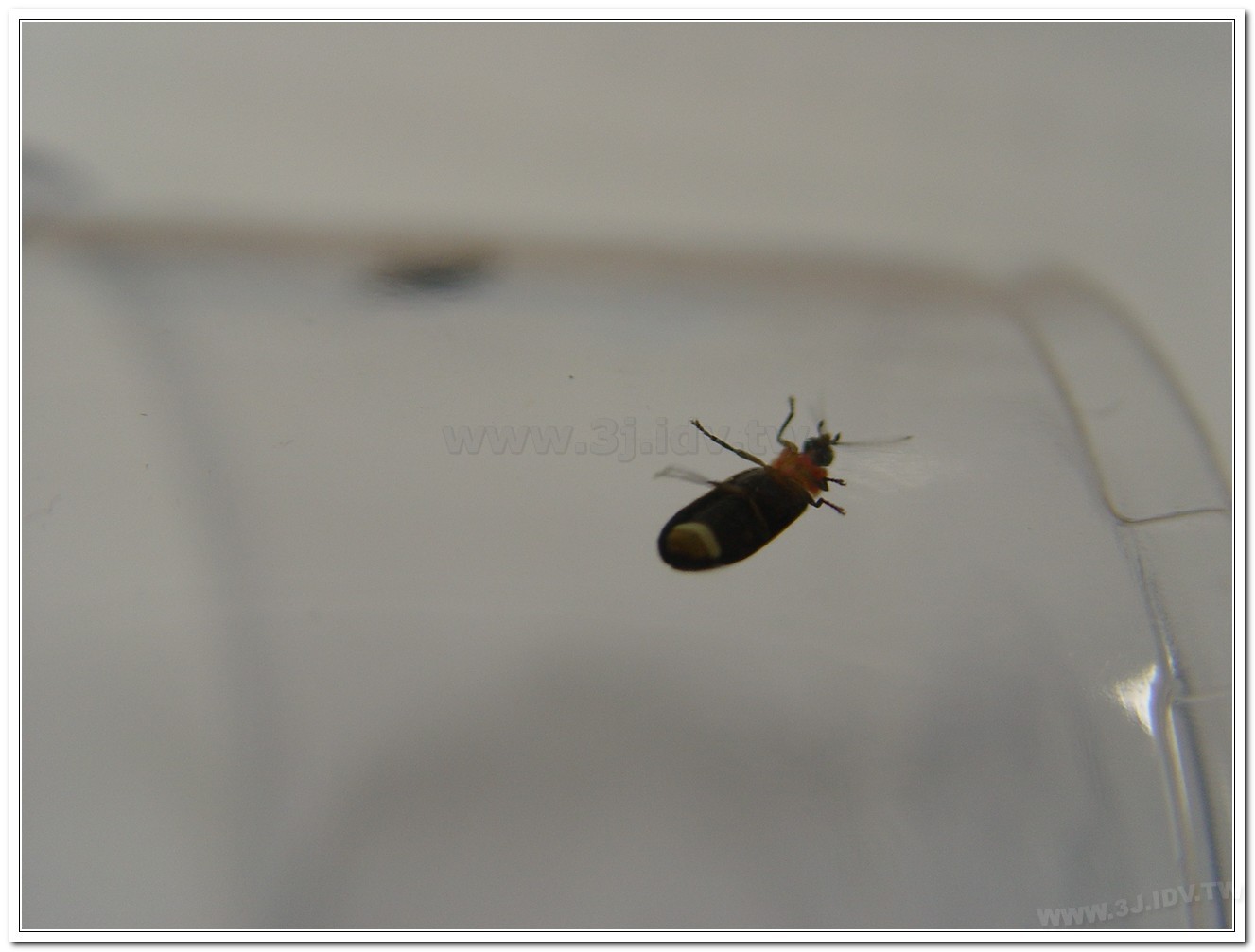 紅胸黑翅螢(Luciola kagiana)