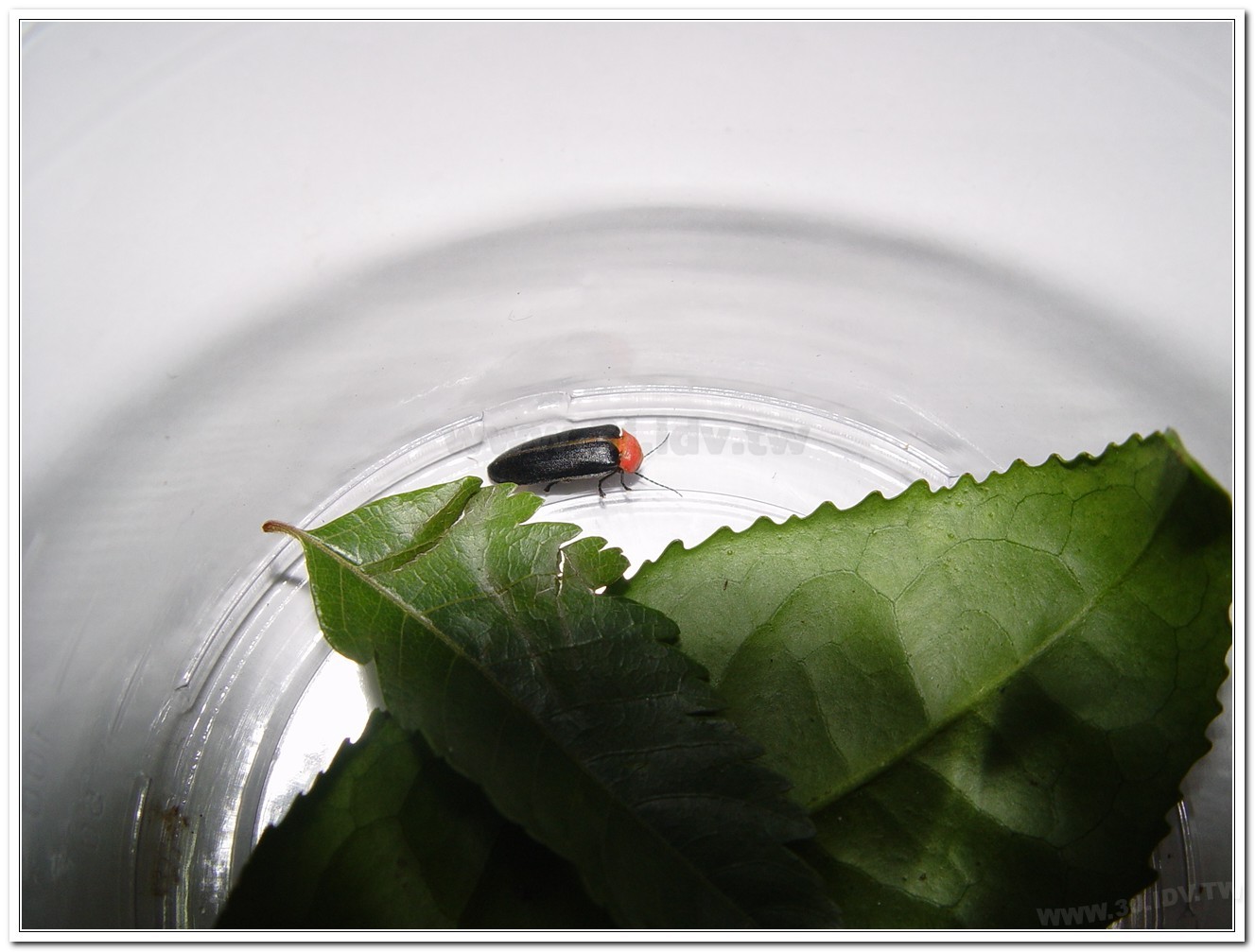 紅胸黑翅螢(Luciola kagiana)