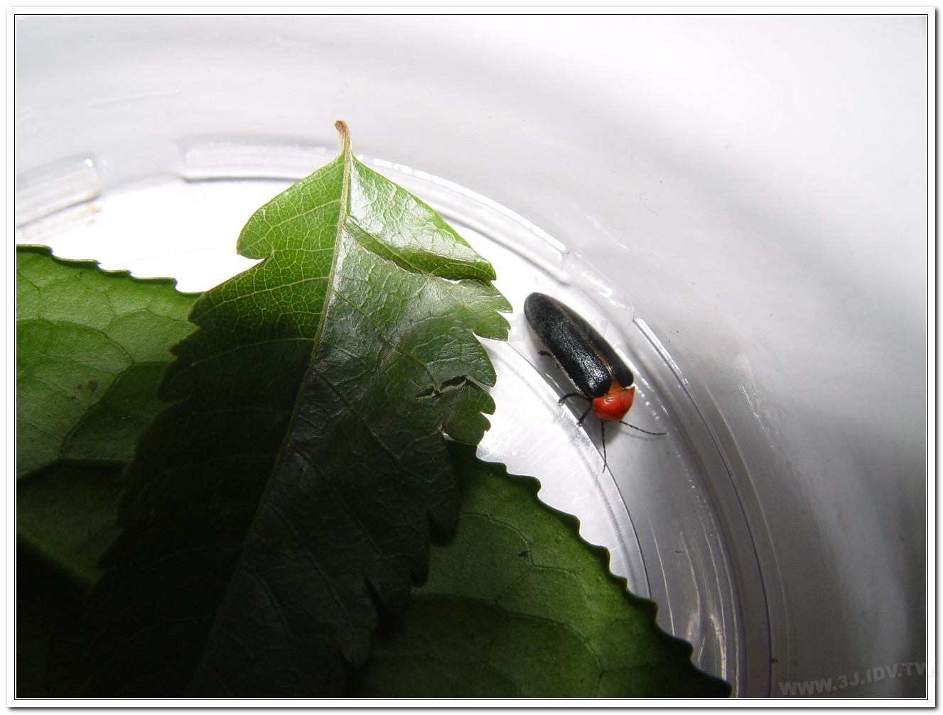 紅胸黑翅螢(Luciola kagiana)