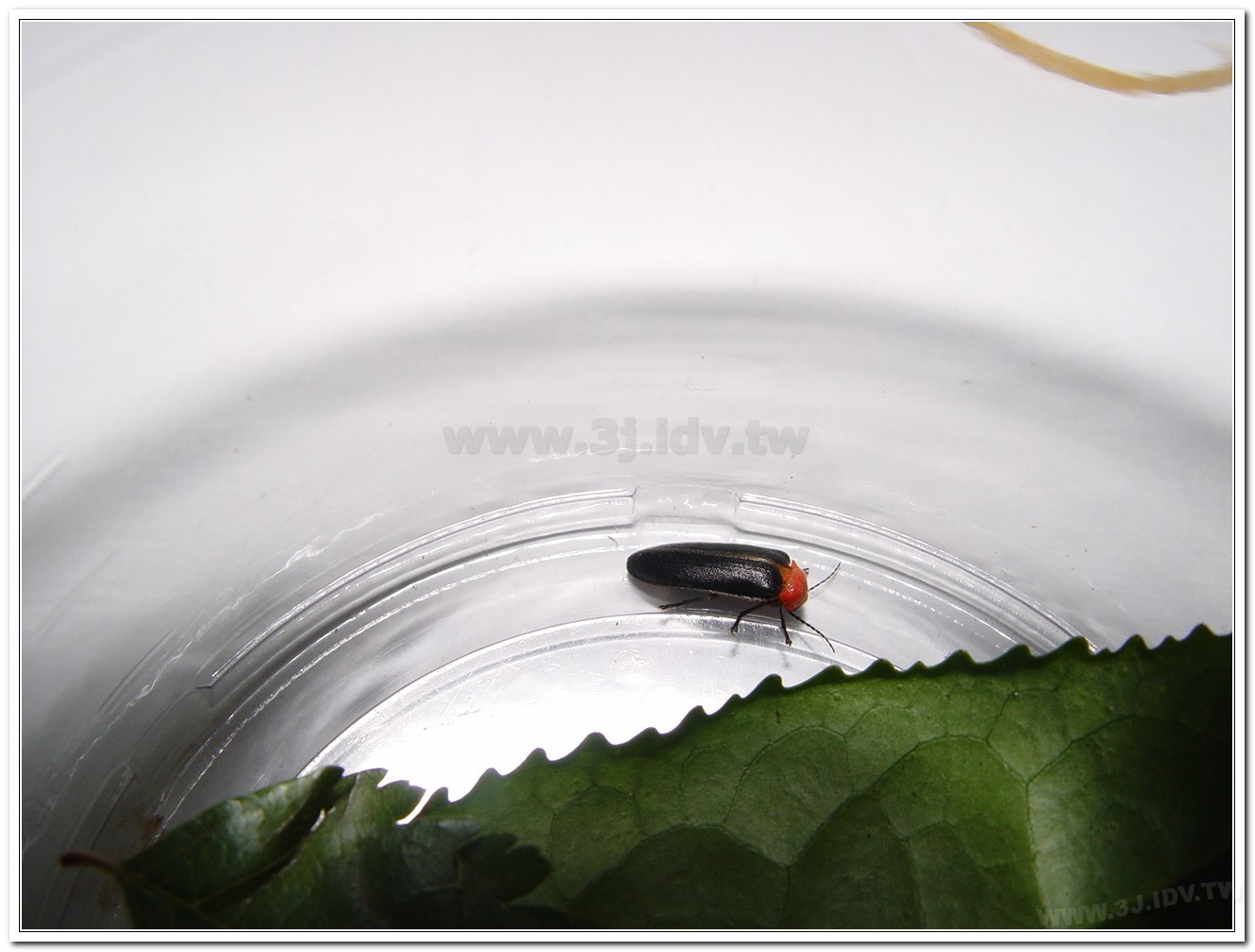 紅胸黑翅螢(Luciola kagiana)