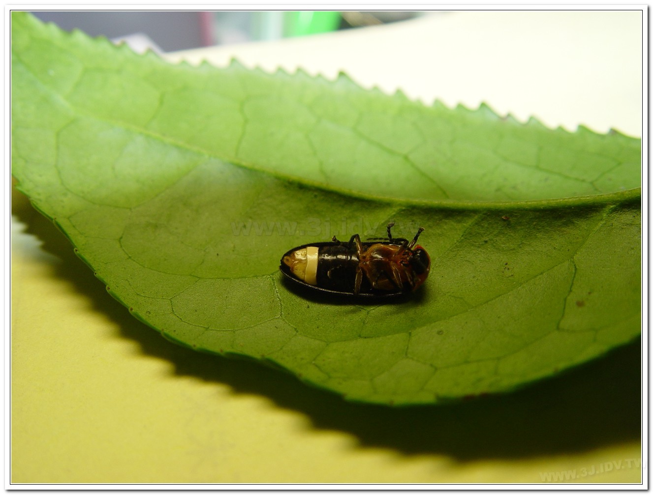 紅胸黑翅螢(Luciola kagiana)