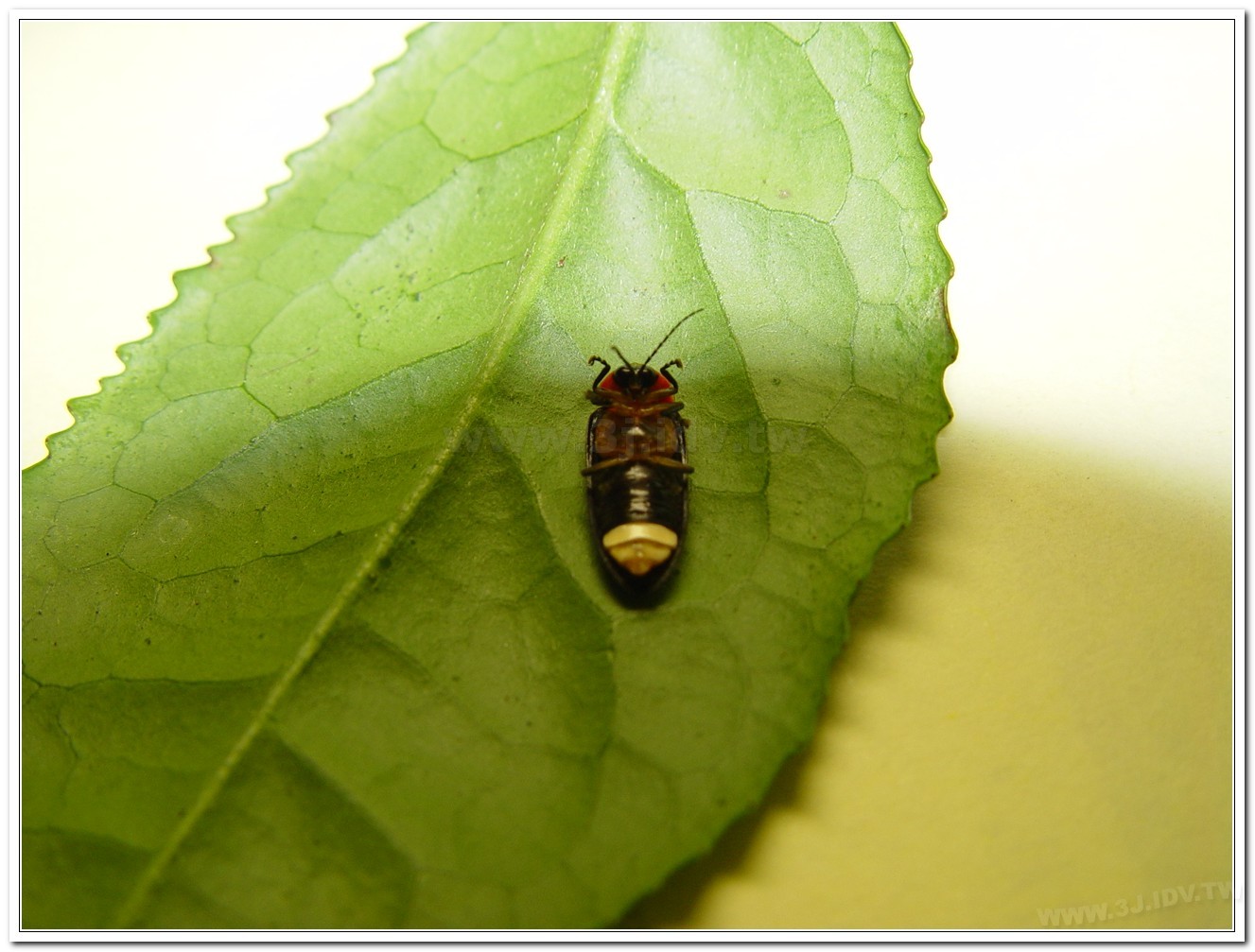 紅胸黑翅螢(Luciola kagiana)