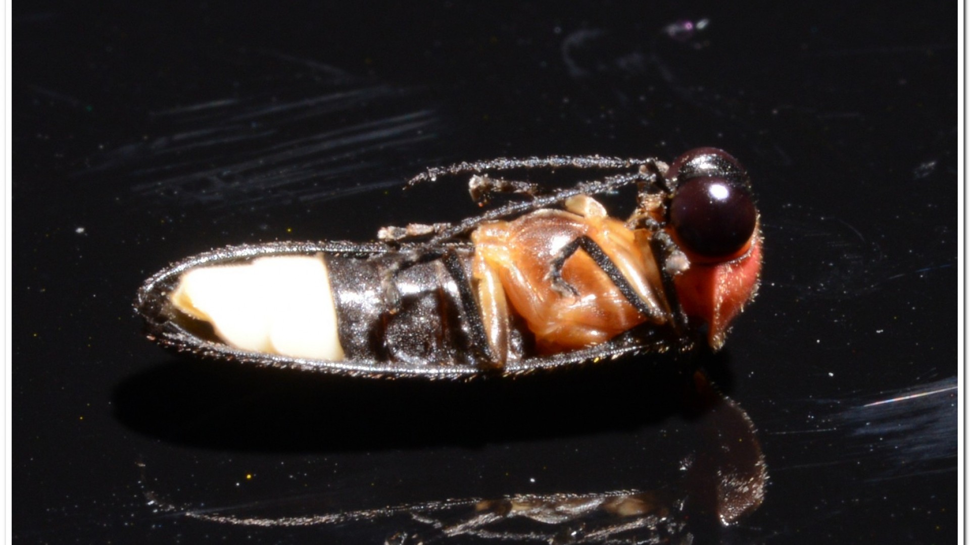 紅胸黑翅螢(Luciola kagiana)