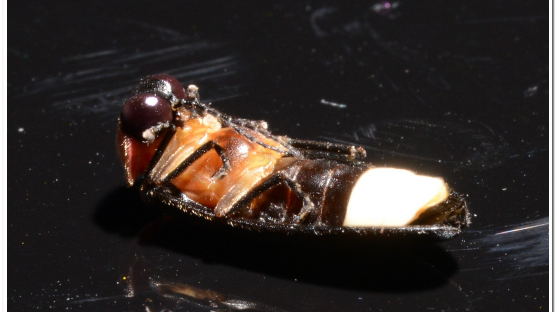 紅胸黑翅螢(Luciola kagiana)