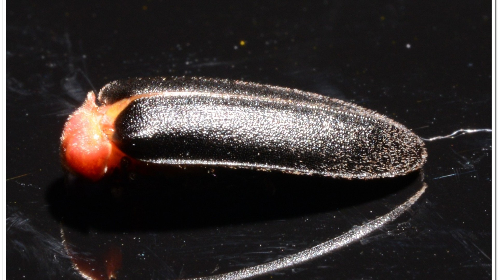 紅胸黑翅螢(Luciola kagiana)