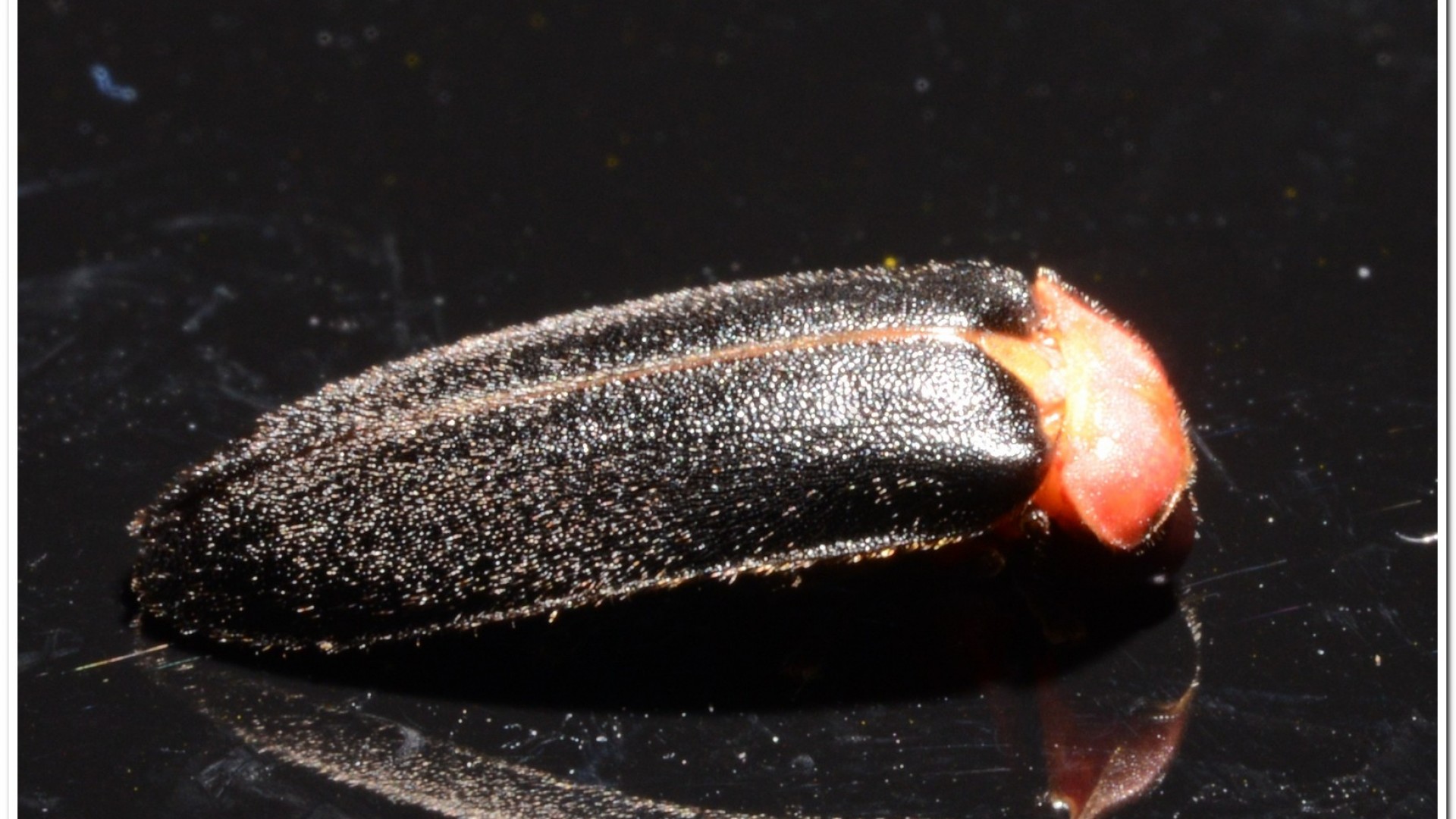 紅胸黑翅螢(Luciola kagiana)