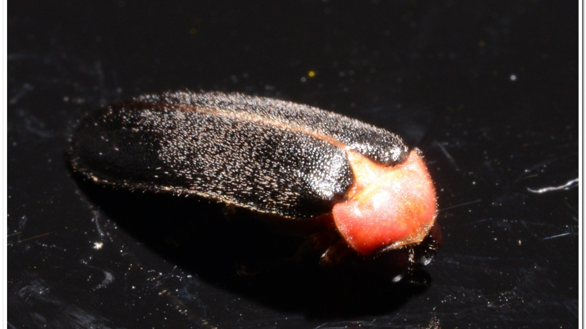 紅胸黑翅螢(Luciola kagiana)