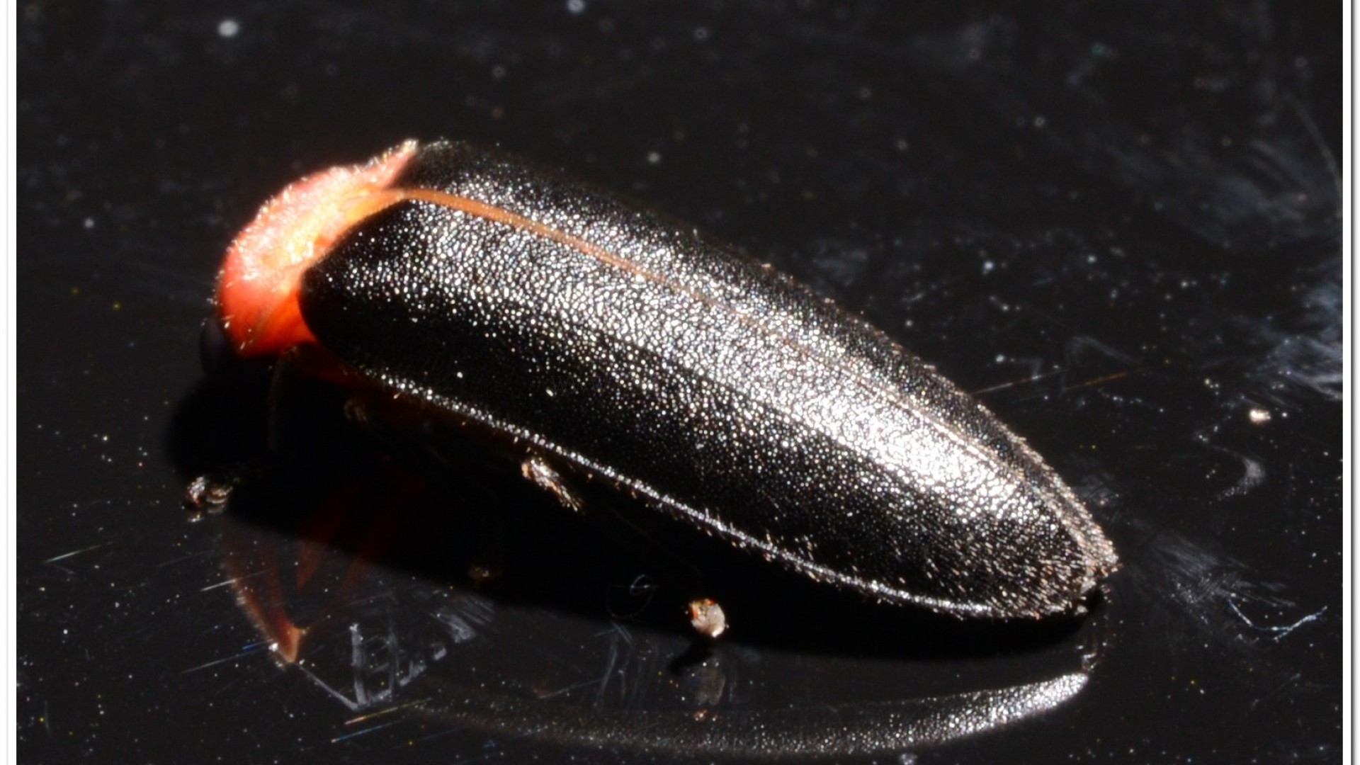 紅胸黑翅螢(Luciola kagiana)