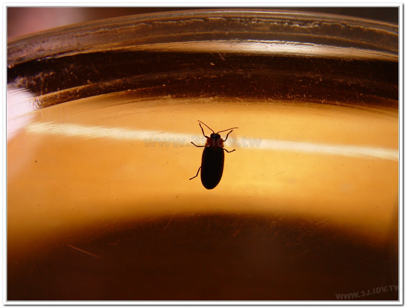 小紅胸黑翅螢(Luciola satoi)