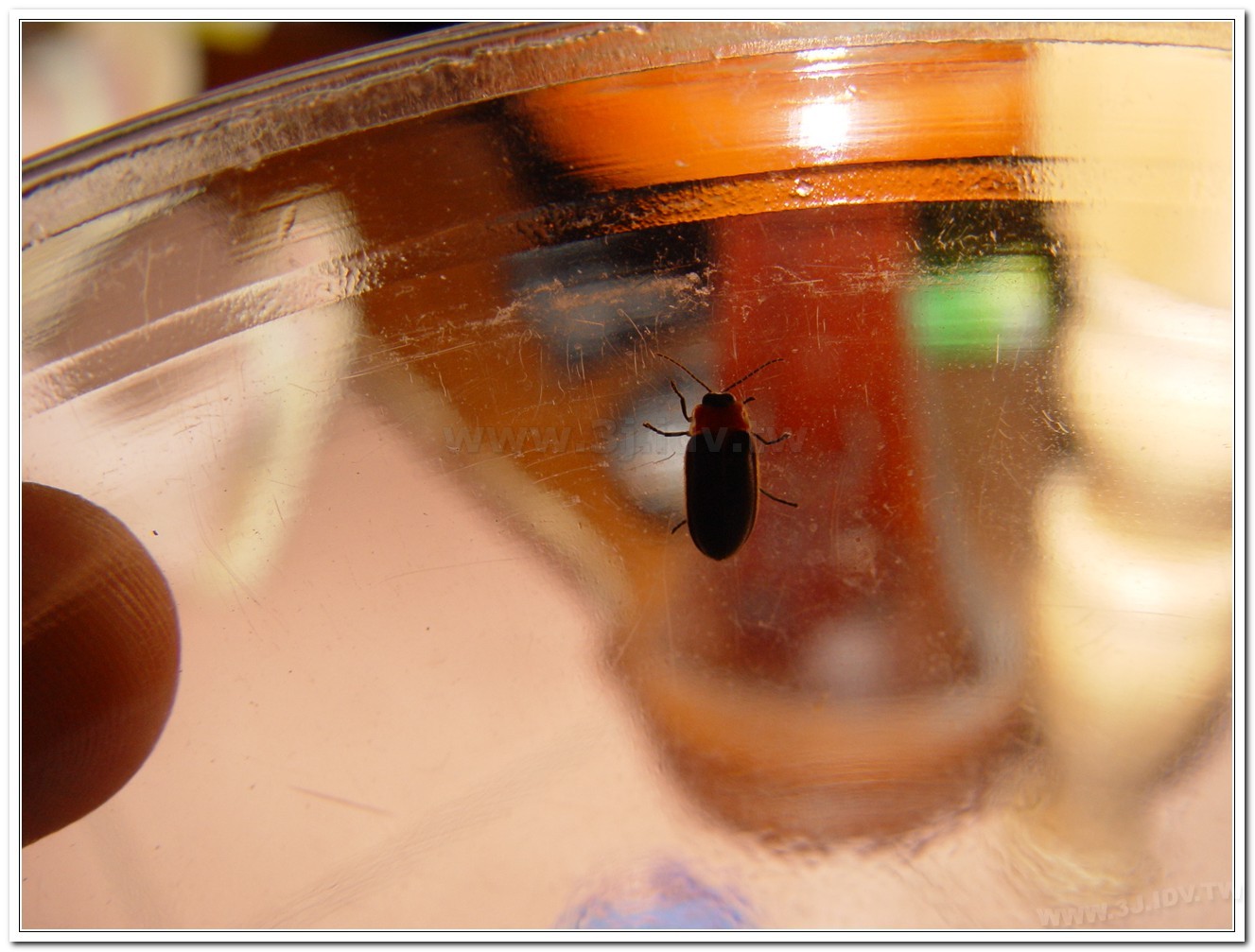 小紅胸黑翅螢(Luciola satoi)