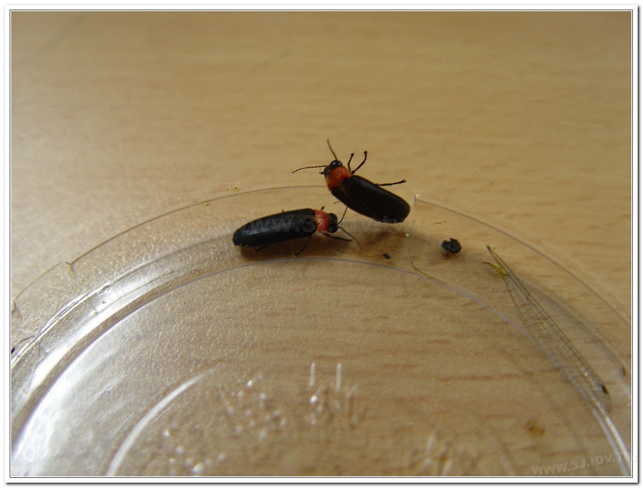 小紅胸黑翅螢(Luciola satoi)