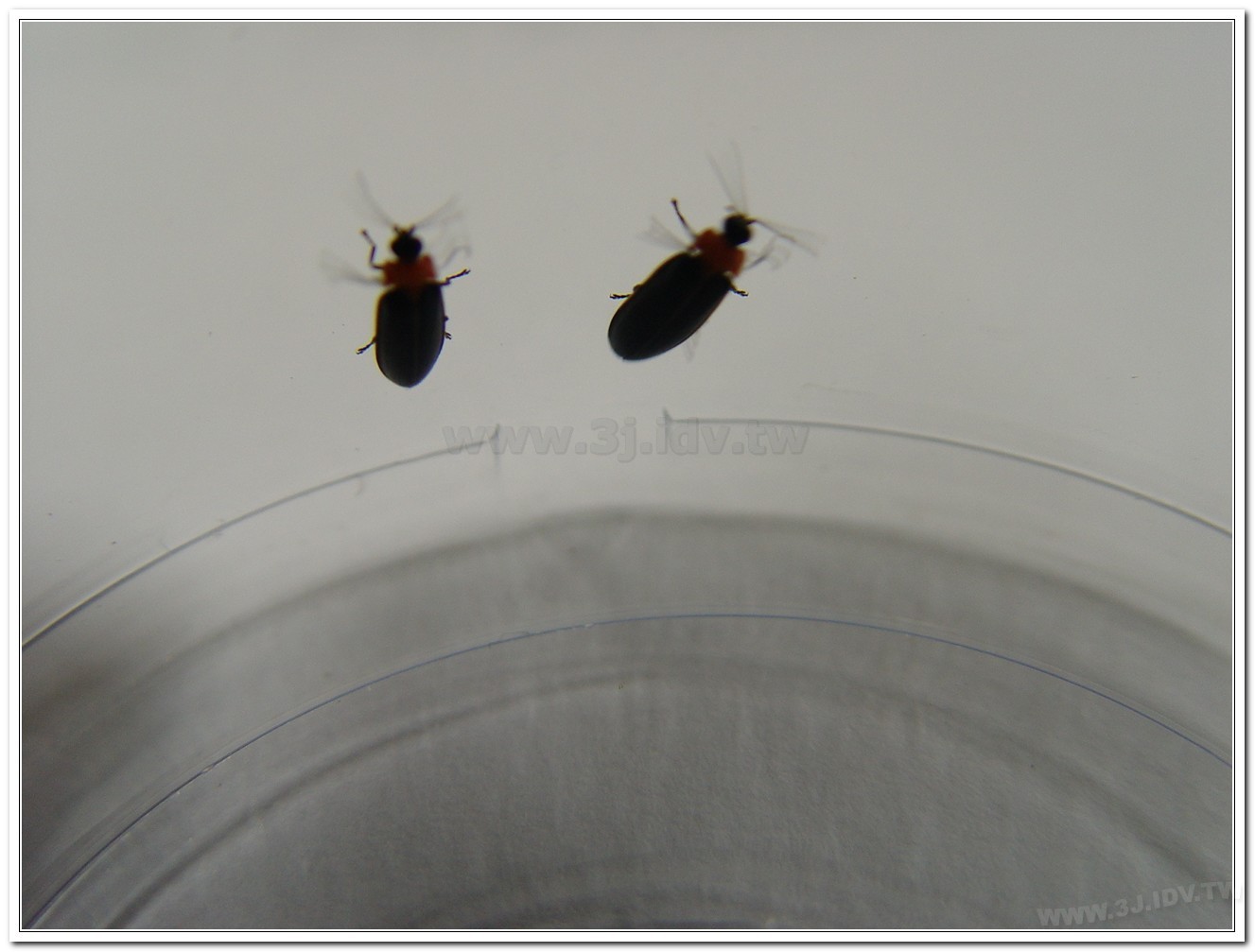 小紅胸黑翅螢(Luciola satoi)