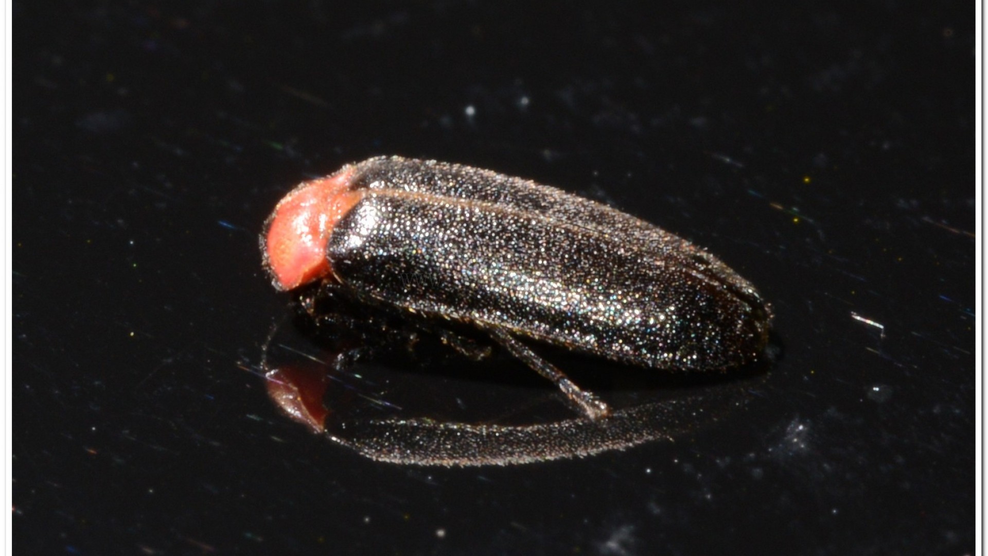 小紅胸黑翅螢(Luciola satoi)