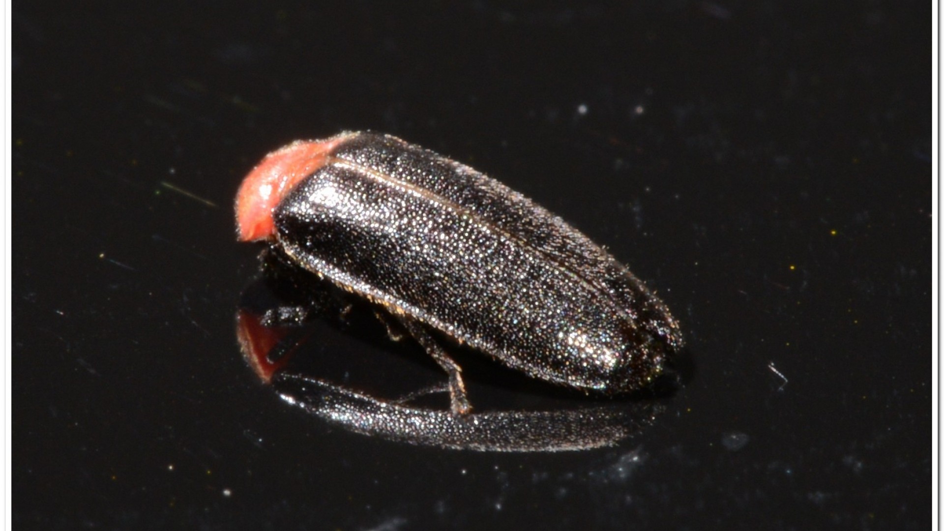 小紅胸黑翅螢(Luciola satoi)