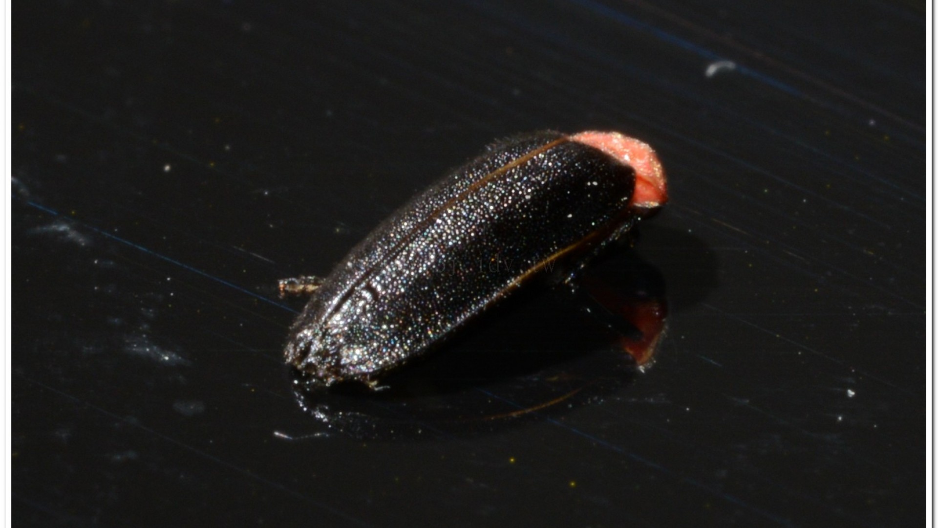 小紅胸黑翅螢(Luciola satoi)