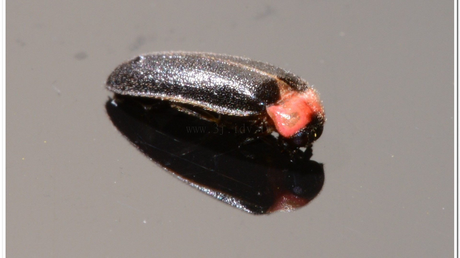 小紅胸黑翅螢(Luciola satoi)