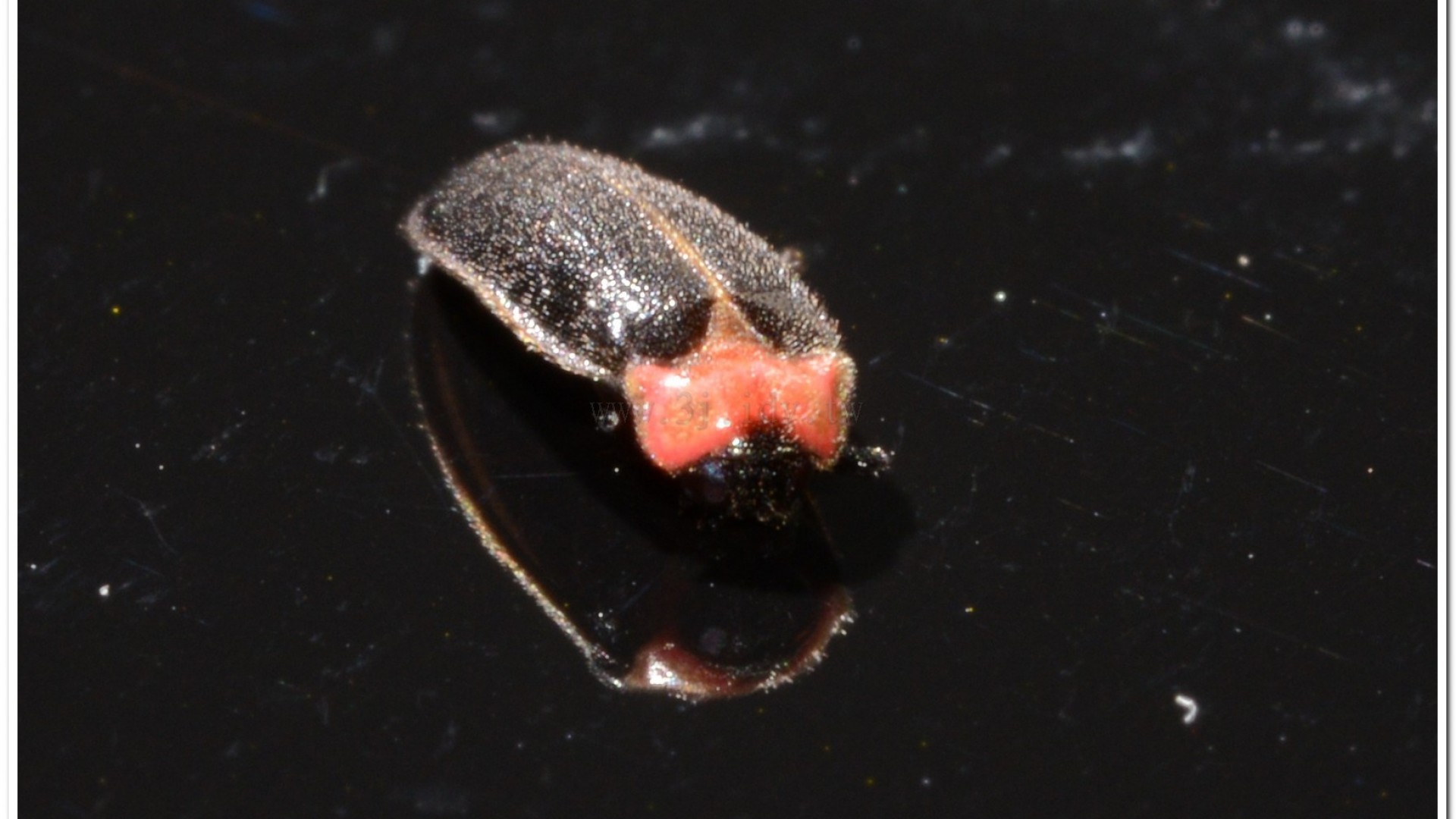 小紅胸黑翅螢(Luciola satoi)
