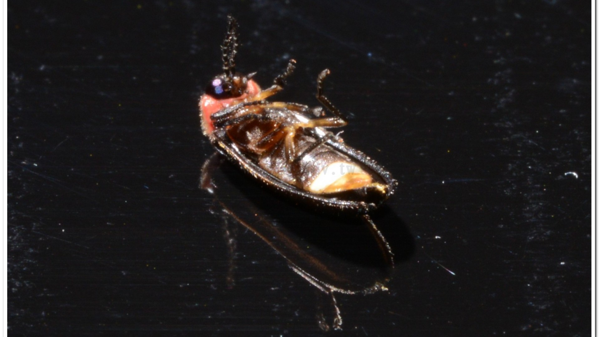 小紅胸黑翅螢(Luciola satoi)