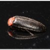 小紅胸黑翅螢(Luciola satoi)