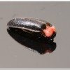 小紅胸黑翅螢(Luciola satoi)