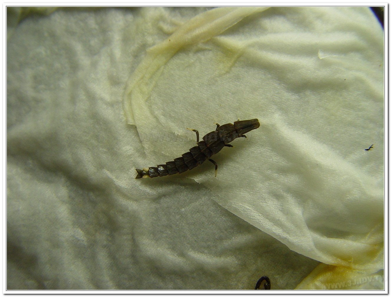 台灣山窗螢(Pyrocoelia praetexta)