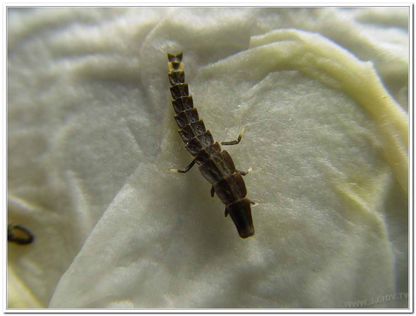 台灣山窗螢(Pyrocoelia praetexta)