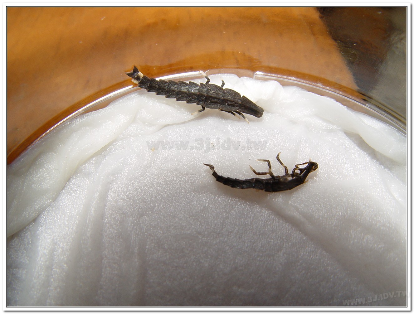 台灣山窗螢(Pyrocoelia praetexta)