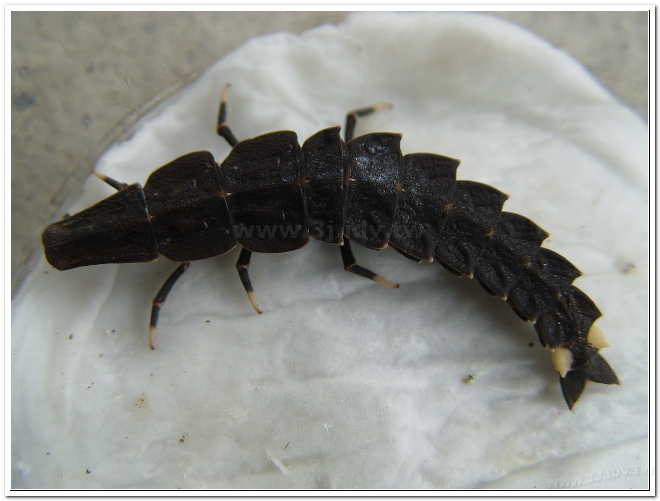 台灣山窗螢(Pyrocoelia praetexta)