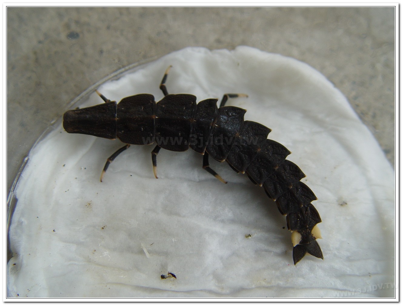 台灣山窗螢(Pyrocoelia praetexta)