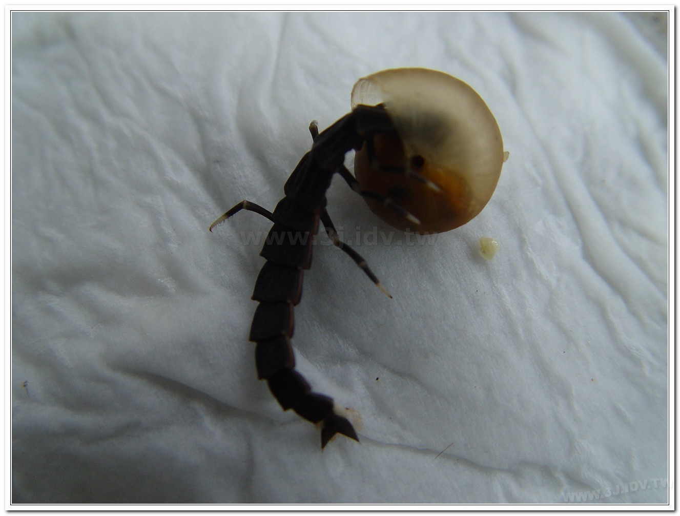 台灣山窗螢(Pyrocoelia praetexta)