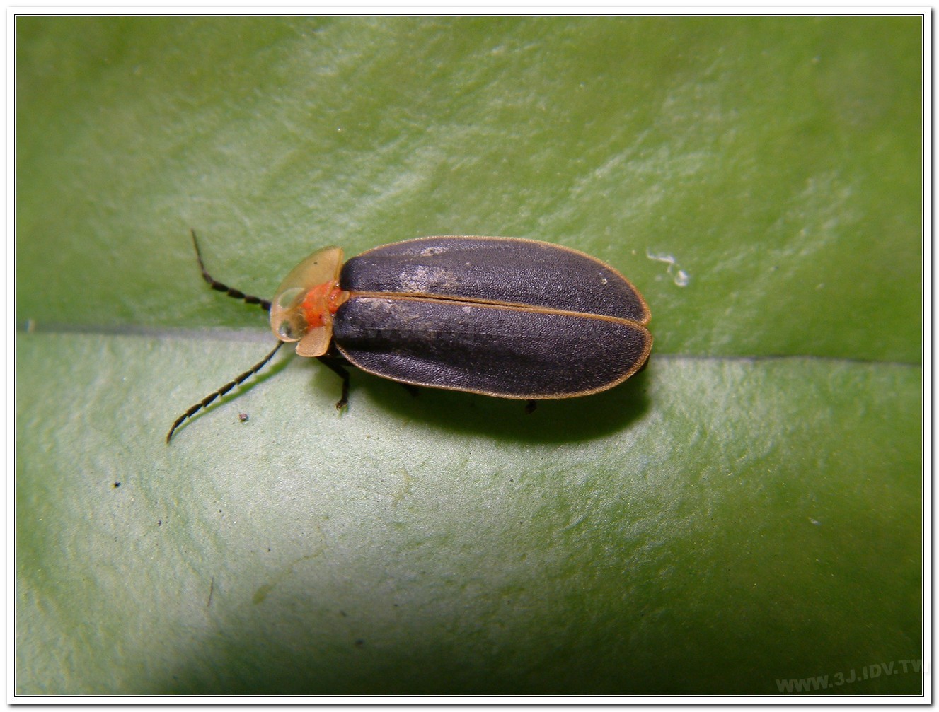 台灣山窗螢(Pyrocoelia praetexta)