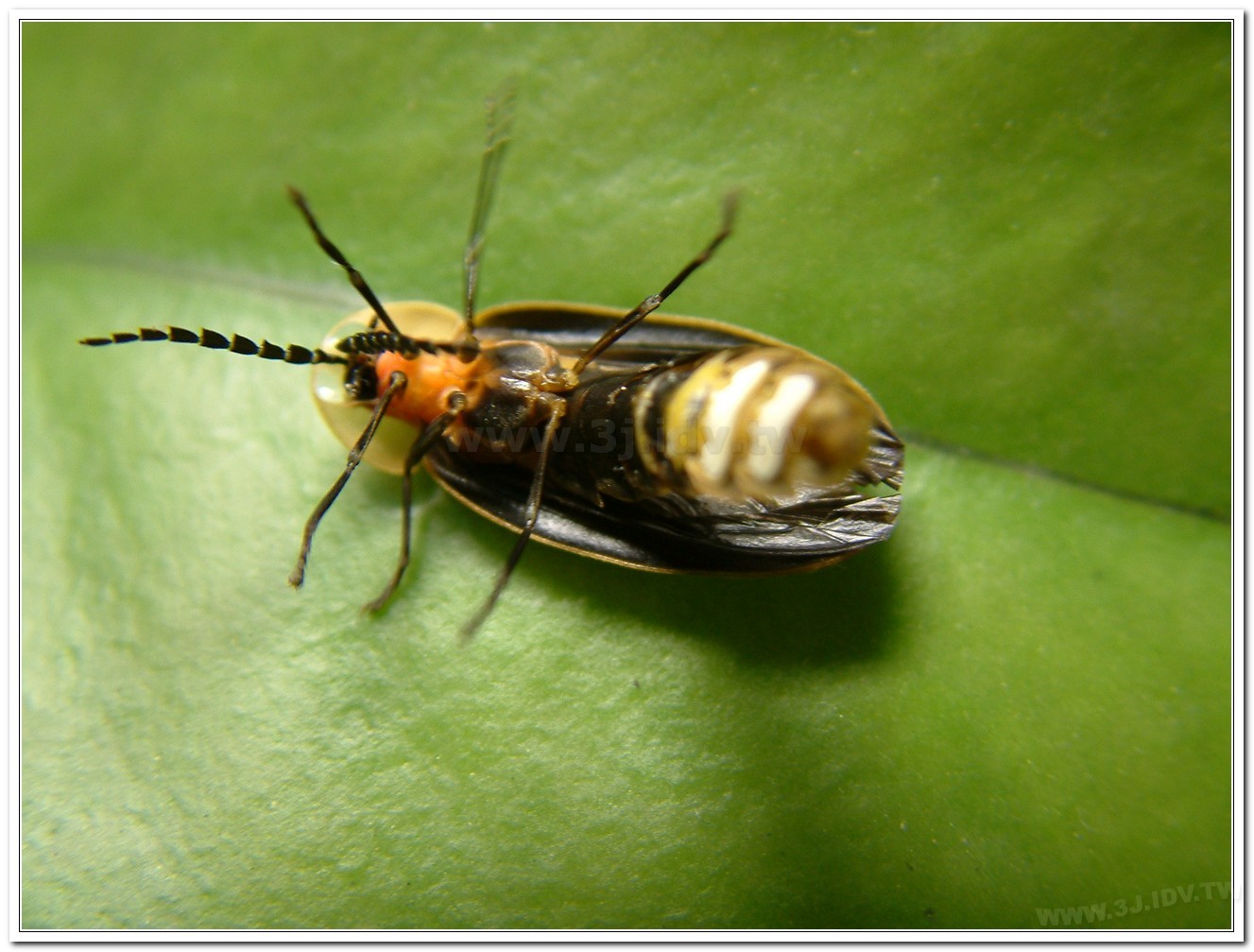 台灣山窗螢(Pyrocoelia praetexta)