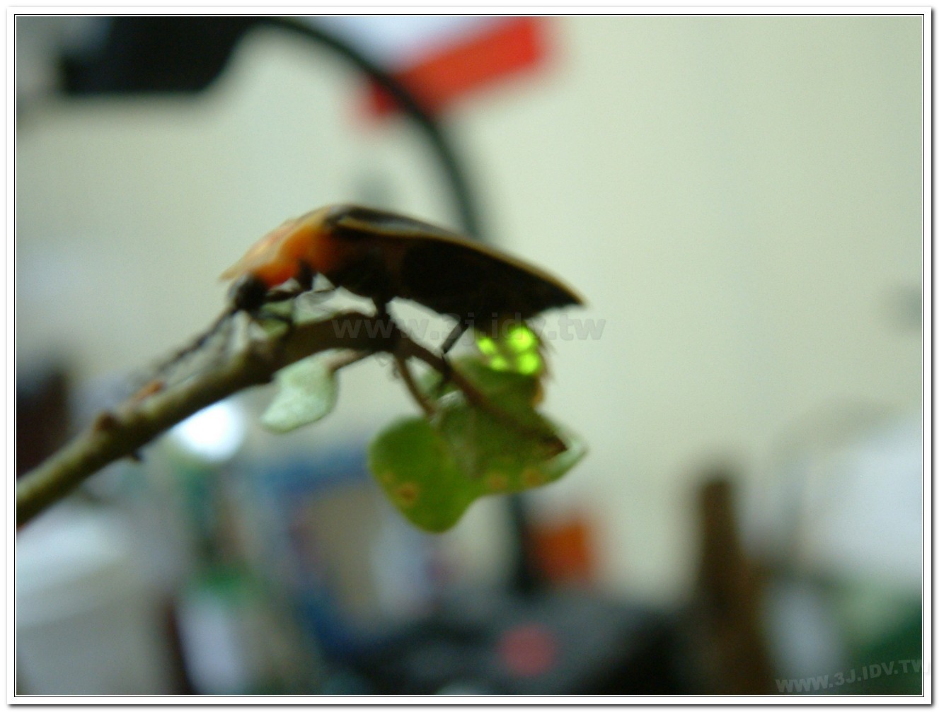 台灣山窗螢(Pyrocoelia praetexta)