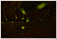 20160330溪頭鹿谷螢火蟲現況