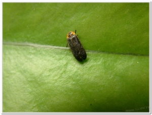 螢火蟲-梭德氏脈翅螢