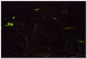 20180506溪頭鹿谷螢火蟲現況