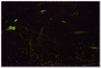 20180506溪頭鹿谷螢火蟲現況