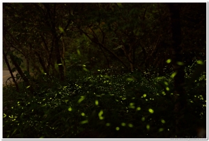 20160419溪頭鹿谷螢火蟲現況