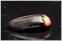 螢火蟲-紅胸黑翅螢