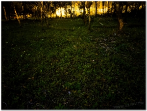 20210327溪頭鹿谷螢火蟲現況