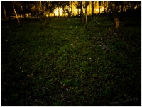 20210327溪頭鹿谷螢火蟲現況