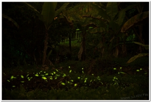 20190413溪頭鹿谷螢火蟲現況