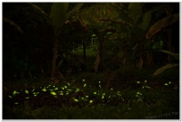 20190413溪頭鹿谷螢火蟲現況