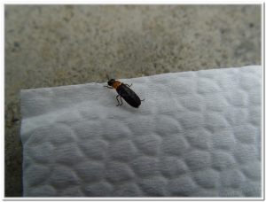 螢火蟲-長翅脈翅螢