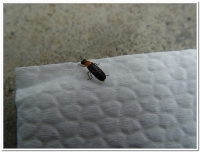 螢火蟲-長翅脈翅螢