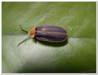 螢火蟲-台灣山窗螢