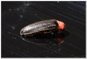 螢火蟲-小紅胸黑翅螢