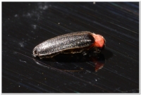 螢火蟲-小紅胸黑翅螢