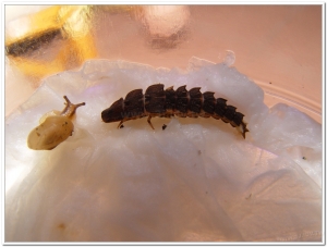 螢火蟲-蓬萊短角窗螢